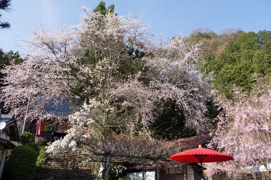 佛隆寺の千年桜 お寺は大和茶発祥の地といわれ、お抹茶1杯500円で頂ける