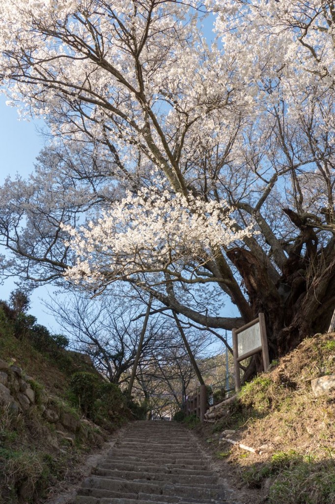 大和三名段 佛隆寺の197段の石段と千年桜