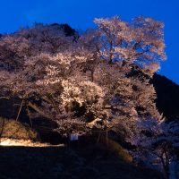 佛隆寺の千年桜 ライトアップ