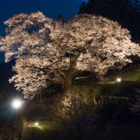 佛隆寺の千年桜 ライトアップ